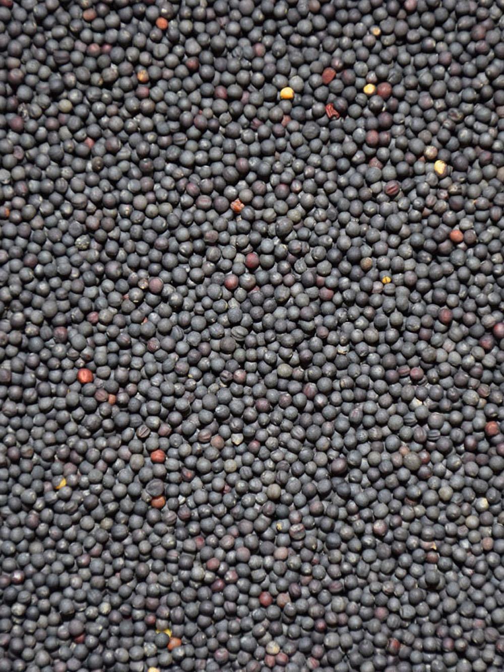 Forage Kale